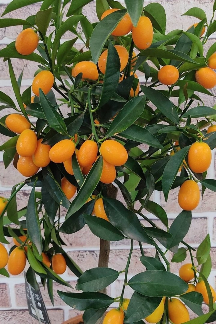 Цитрофортунелла кумкват