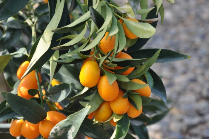 Цитрус кумкват