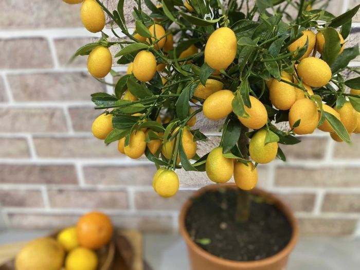 Цитрус (комнатное растение) лимон мейера
