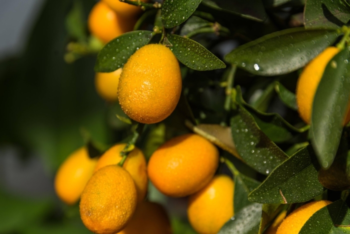 Фортунелла кинкан кумкват