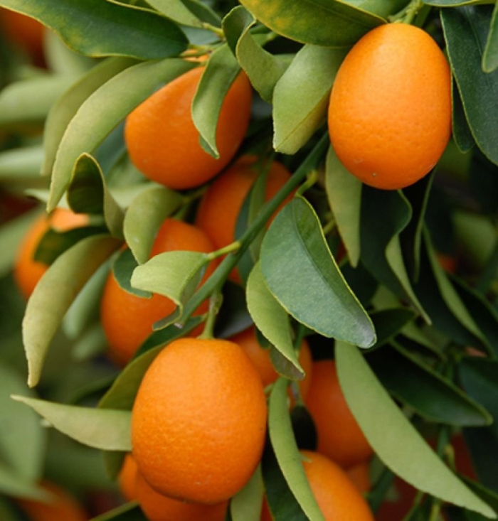 Фортунелла кинкан кумкват