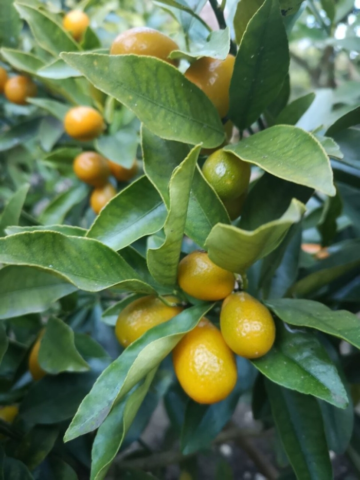 Кумкват куст