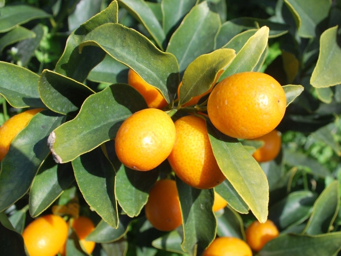 Кумкват апельсин