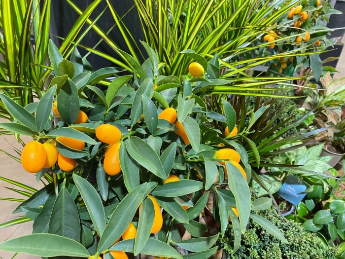 Кумкват маргарита