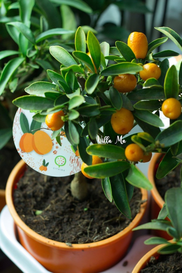 Цитрус кумкват растение