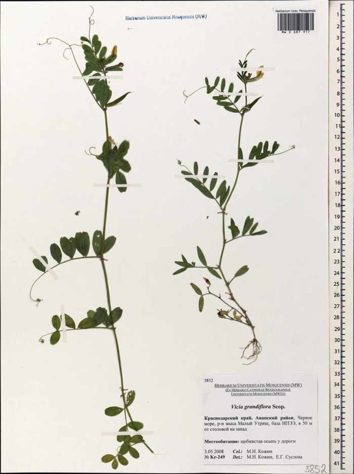 Горошек крупноцветковый