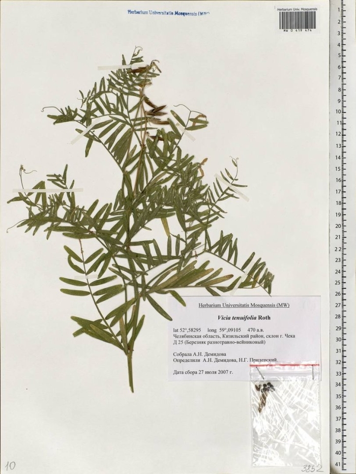 Мышиный горошек (vicia cracca) гербарий