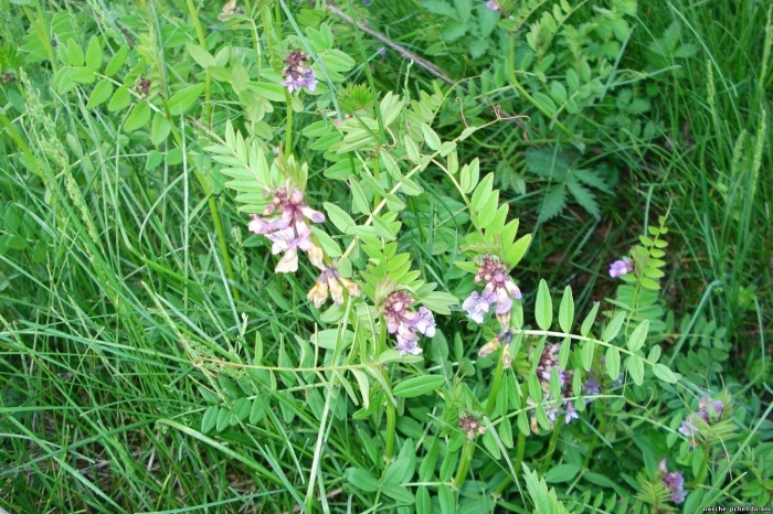 Vicia sepium