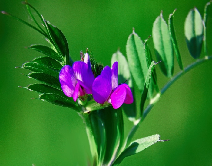 Горошек узколистный