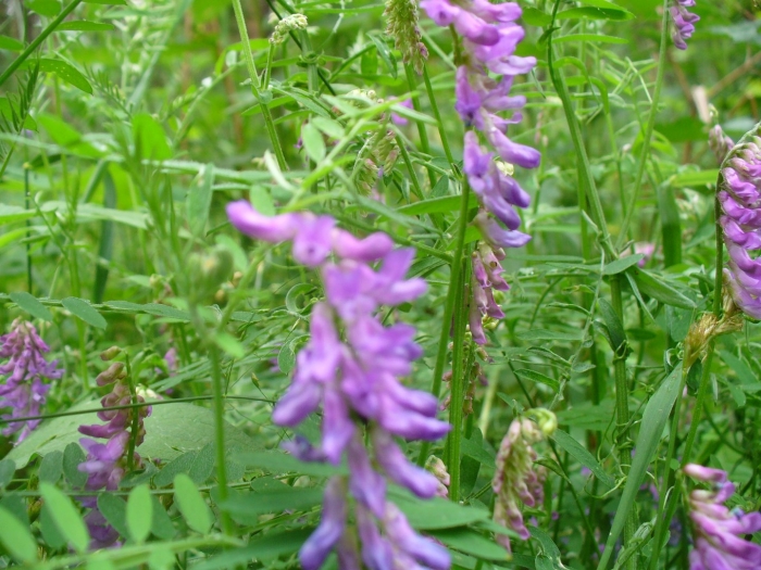 Растение мышиный горошек