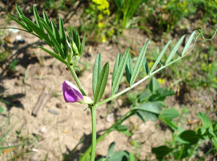 Vicia angustifolia