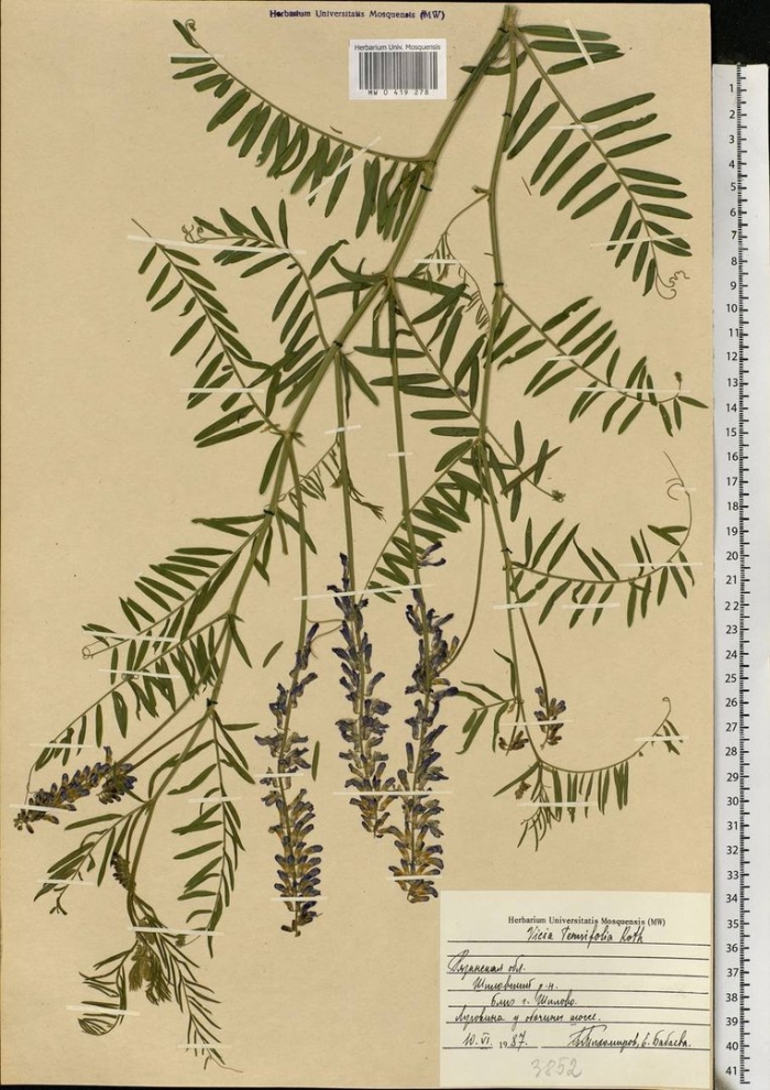 Vicia tenuifolia roth