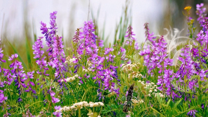 Мышиный горошек луговой