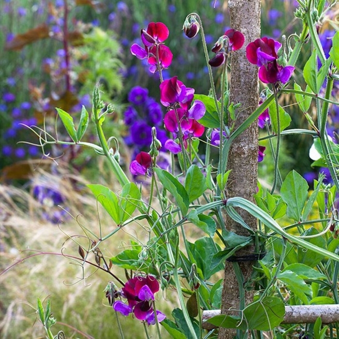 Душистый горошек лесной