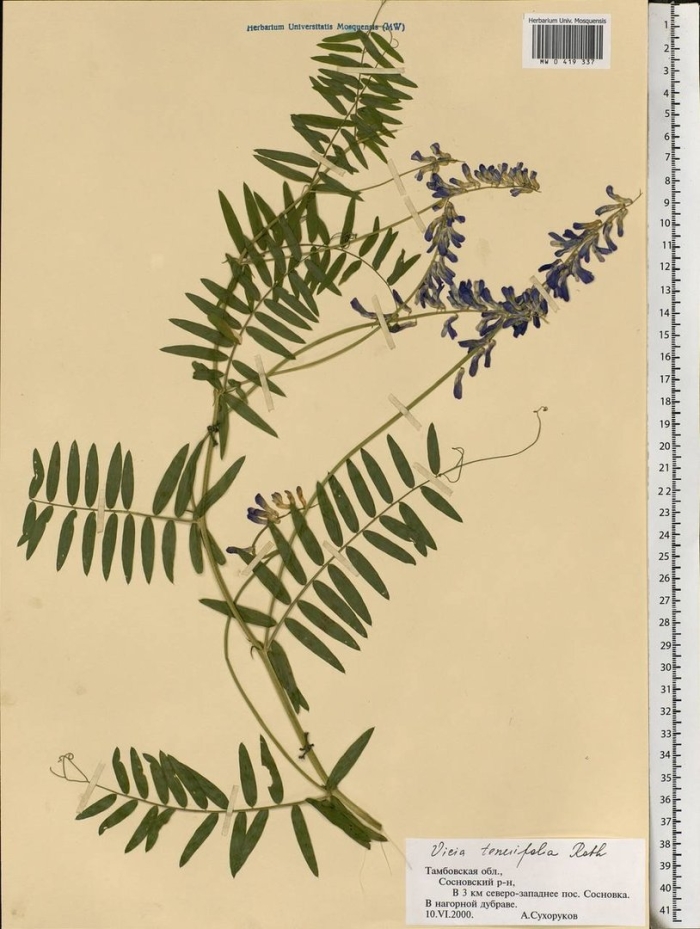 Мышиный горошек vícia crácca