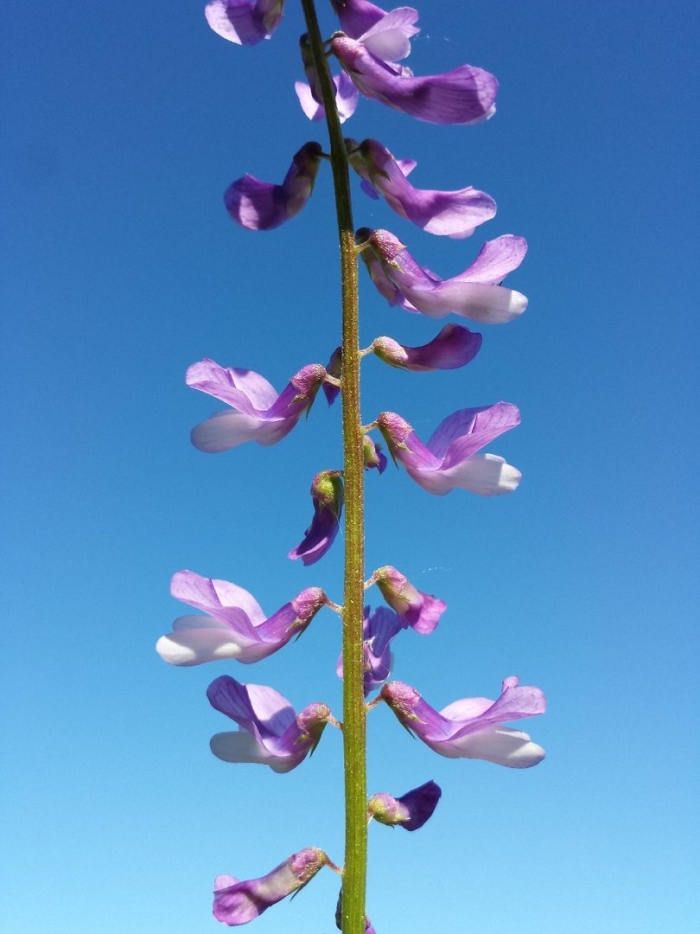 Vicia tenuifolia