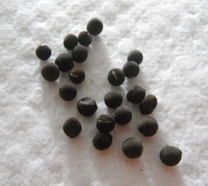 Мышиный горошек семена