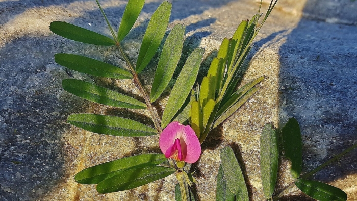 Вика тонколистная