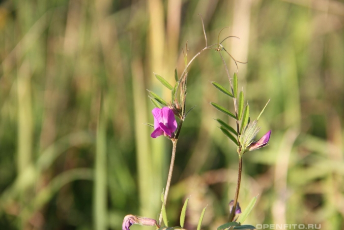 Мышиный горошек