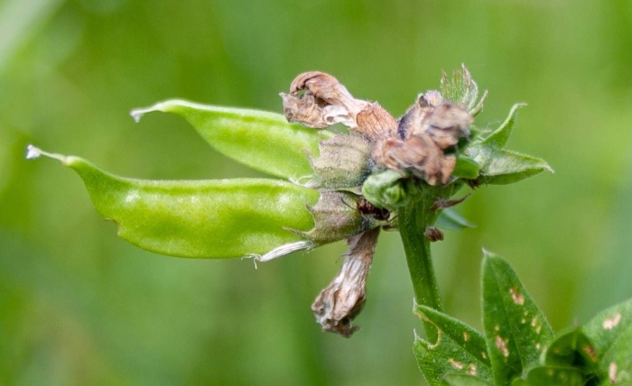 Cyamopsis tetragonoloba