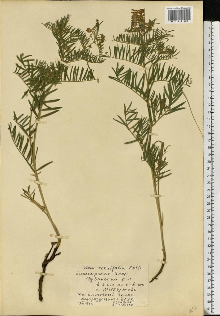 Горошек тонколистный гербарий