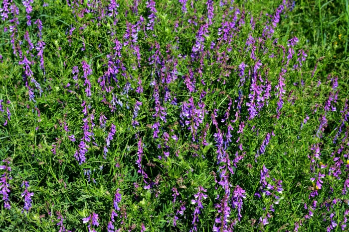 Мышиный горошек растение