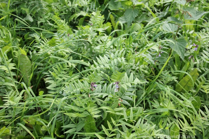 Vicia sepium – горошек заборный