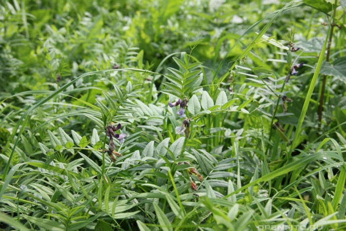 Горошек заборный