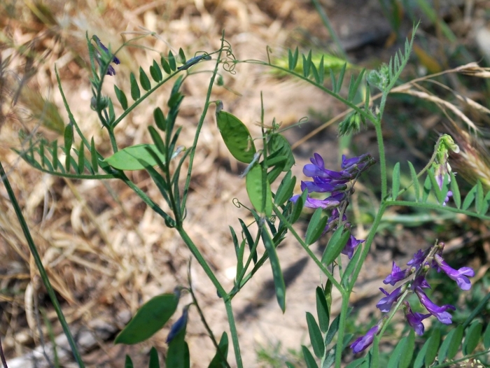 Vicia tenuifolia