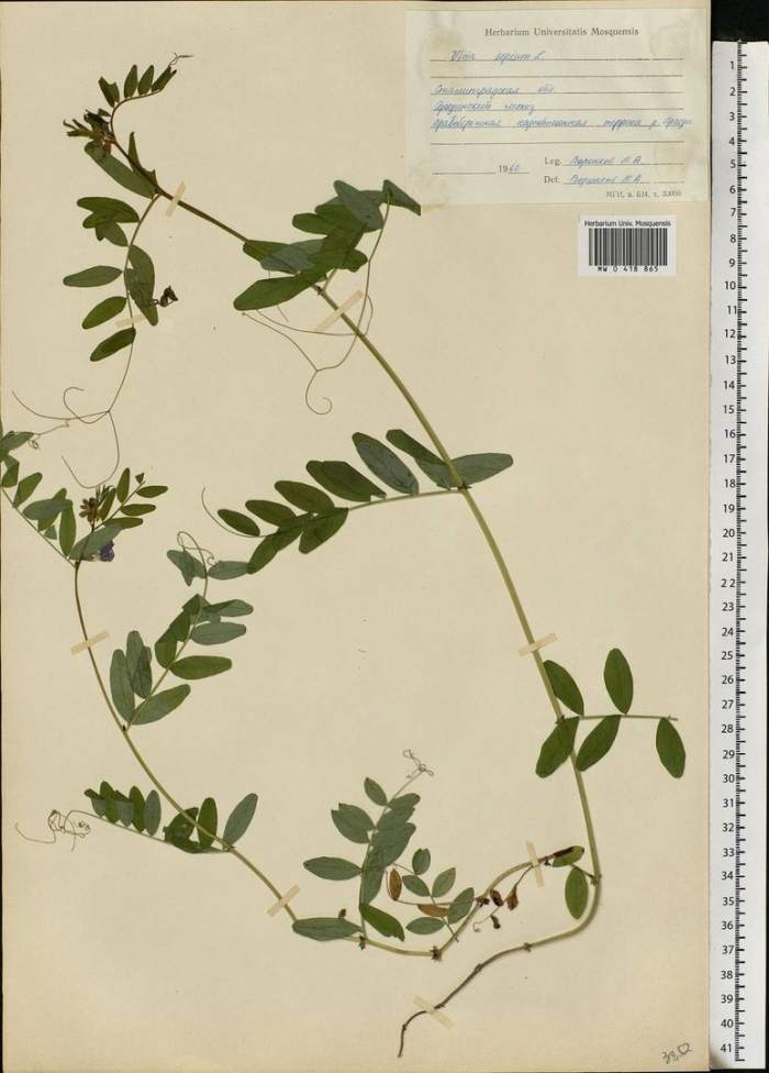 Vicia sepium - горошек заборный гербарий