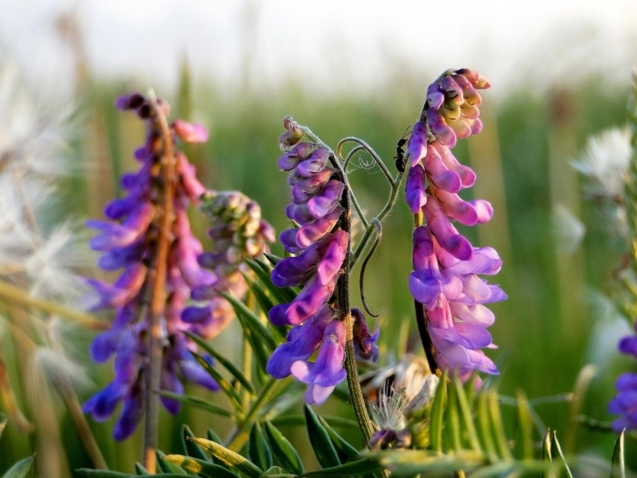 Горошек мышиный (vicia cracca)
