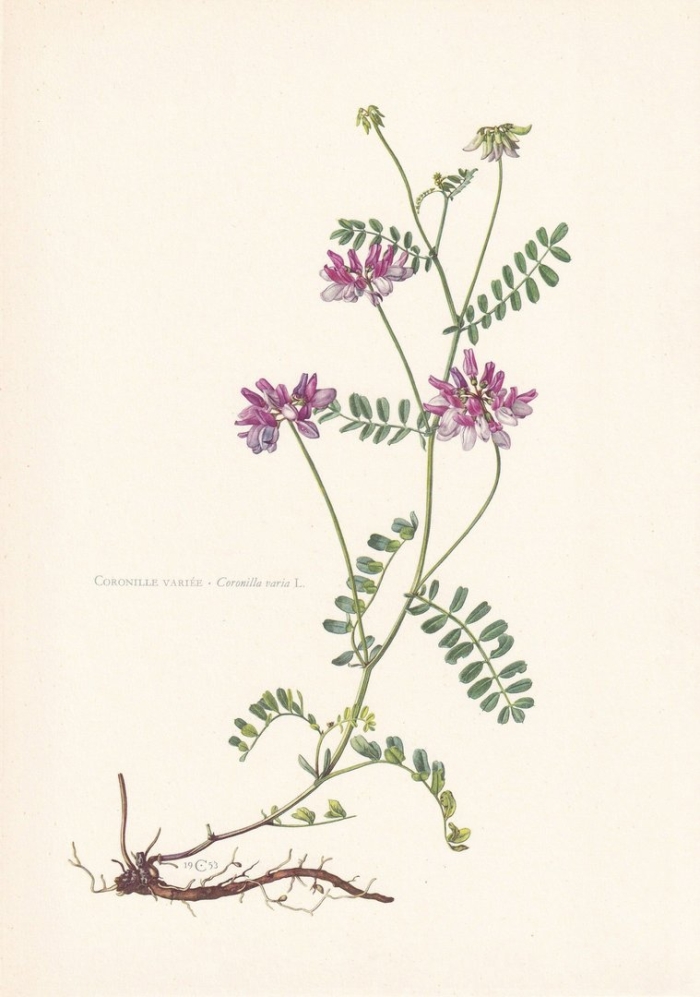 Вязель мышиный горошек