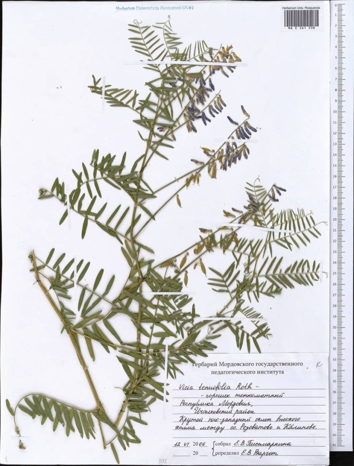 Горошек тонколистный гербарий