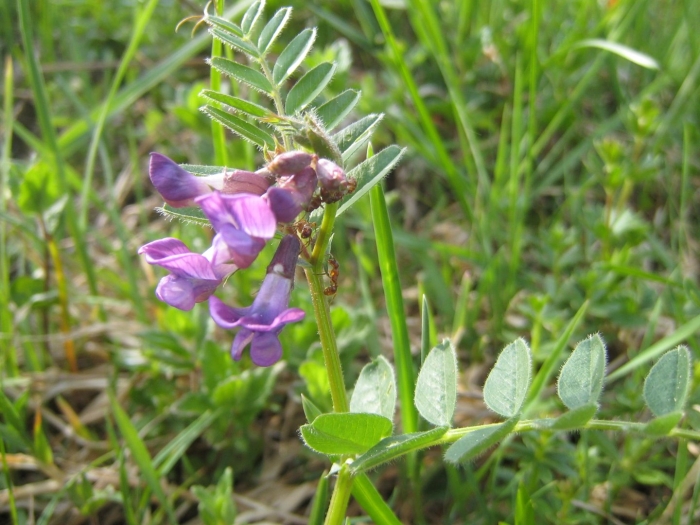 Vicia sepium – горошек заборный