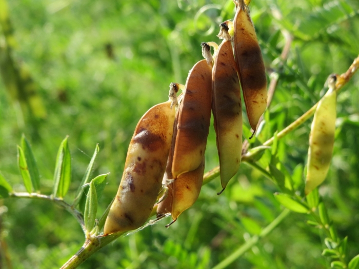 Мышиный горох стручки