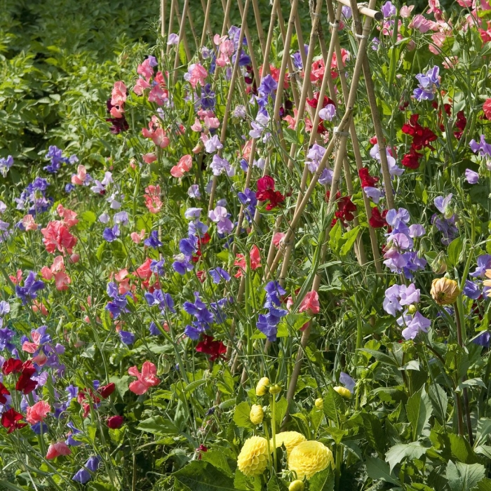 Душистый горошек маммут