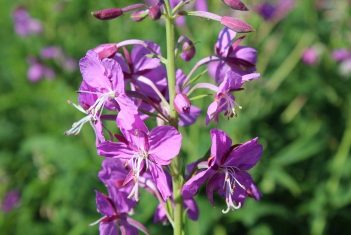 Кипрей узколистный