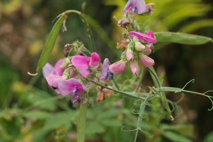 Душистый горошек (lathyrus odoratus)