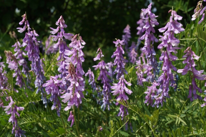 Горошек мышиный (vicia cracca)