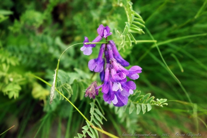 Люцерна мышиный горошек