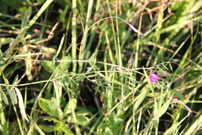 Горошек тонколистный мышиный