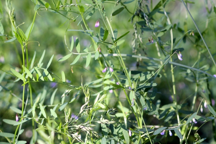 Vicia tetrasperma