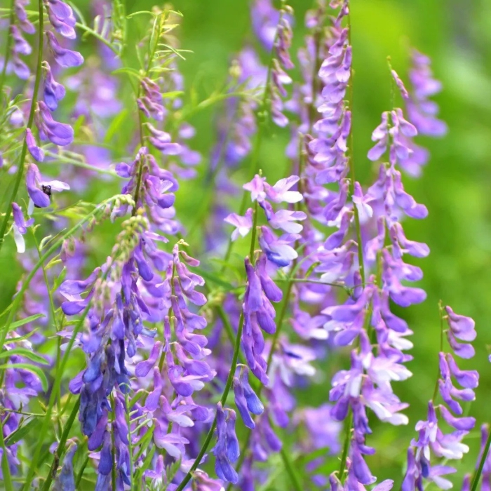 Растение вика мышиный горошек