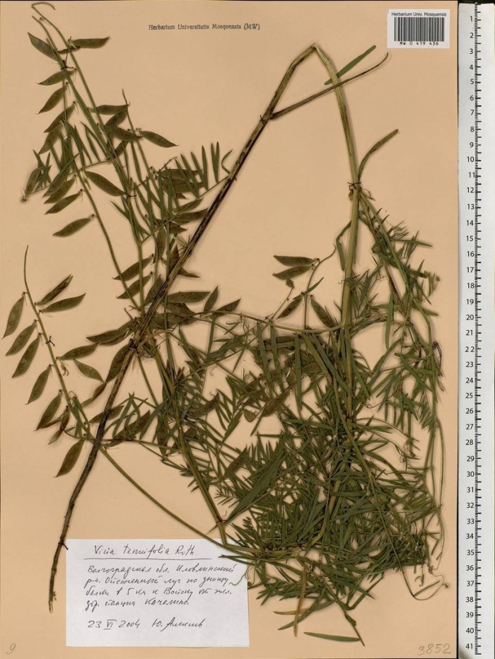 Vicia megalotropis