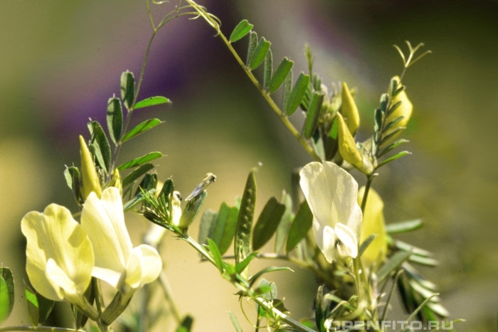 Горошек крупноцветковый