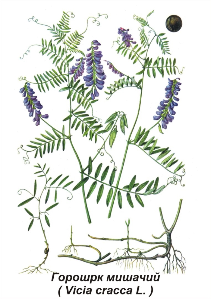 Горошек мышиный (vicia cracca)