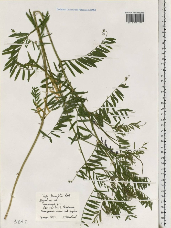 Мышиный горошек (vicia cracca) гербарий