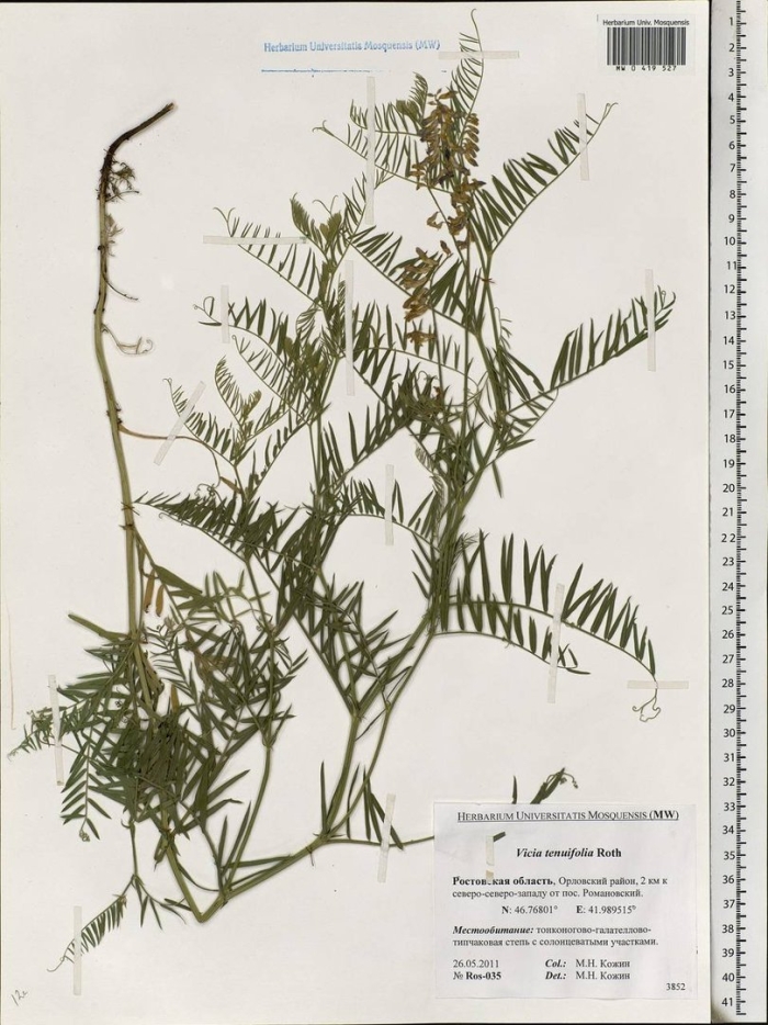 Горошек мышиный гербарий