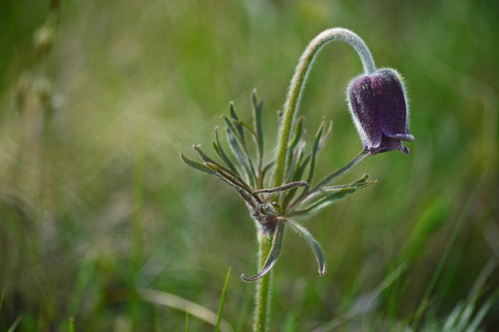 Pulsatilla pratensis