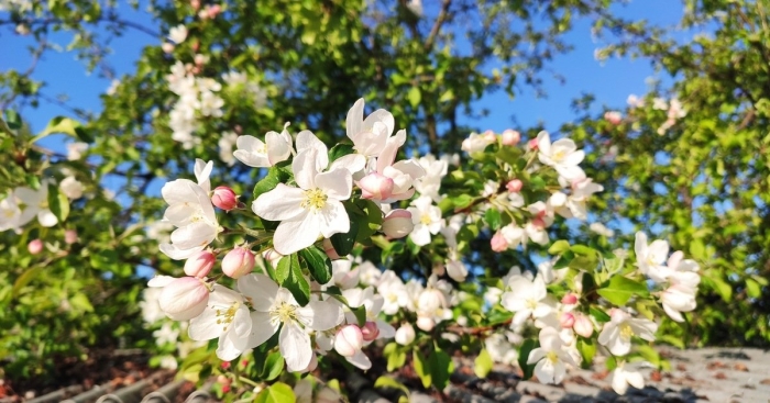 Яблоня сибирская цветение